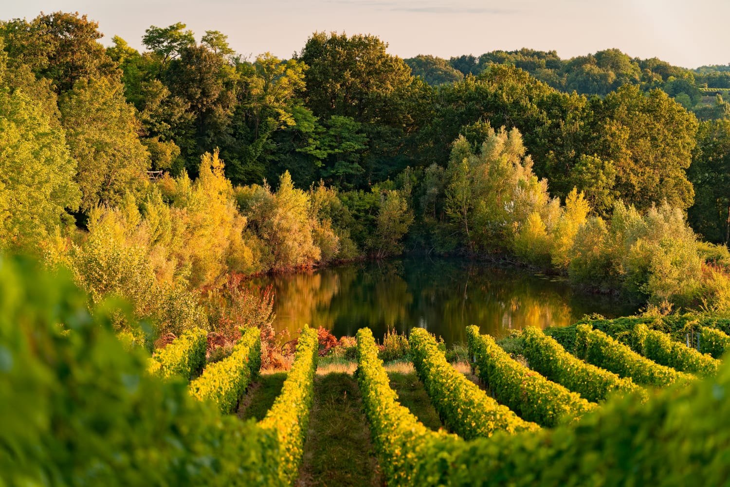 Vignes du domaine La Pierrière